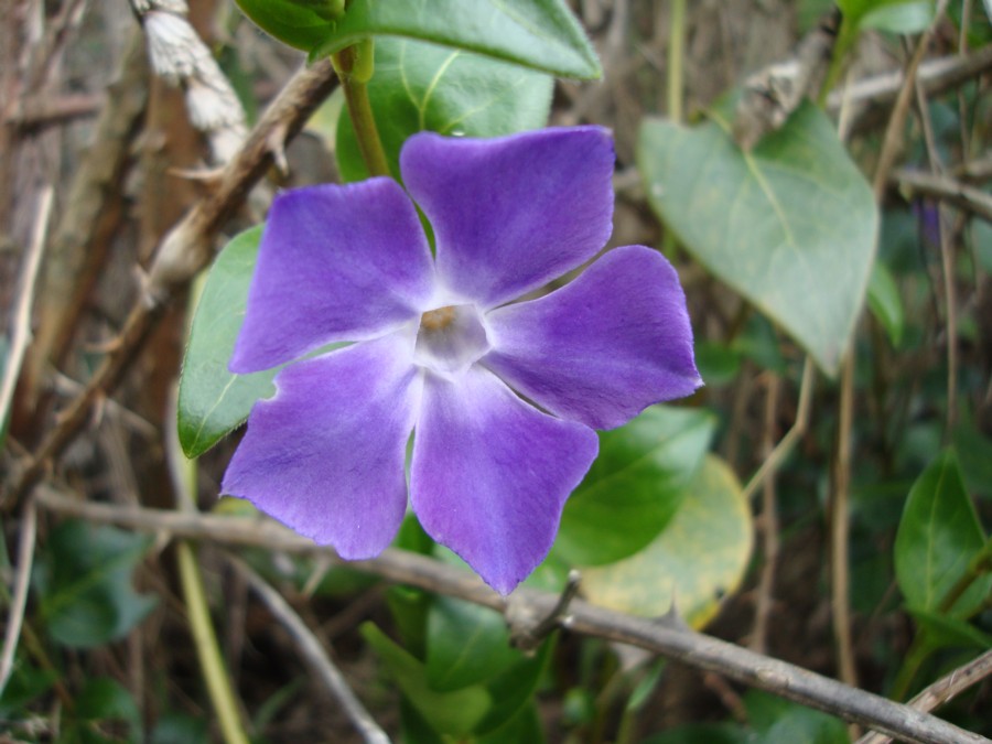 Vinca major